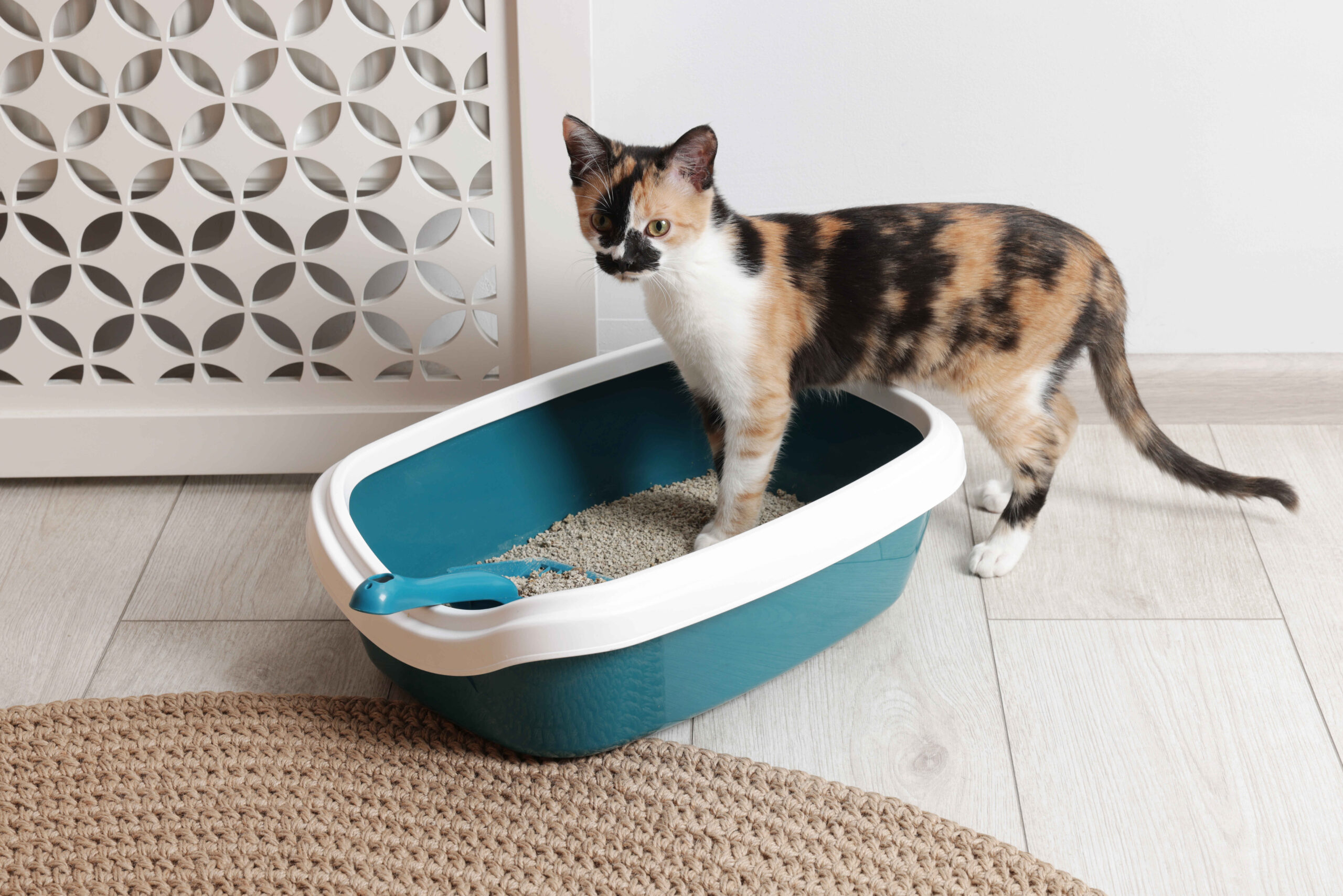 Calico cat standing inside a litter box with clumping litter and scoop in a clean indoor home