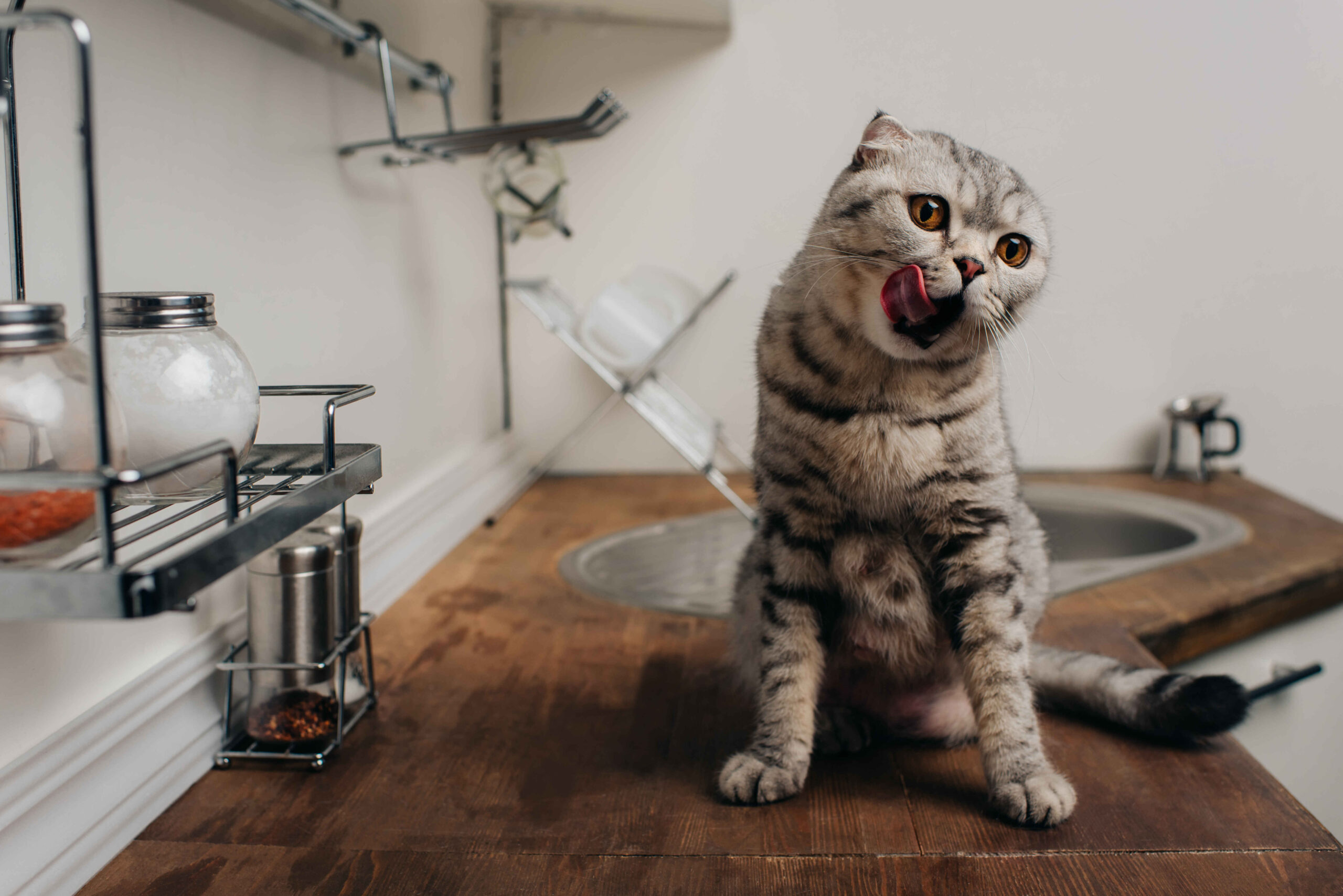 gray Scottish Fold cat sitting on a kitchen counter licking its lips indoors