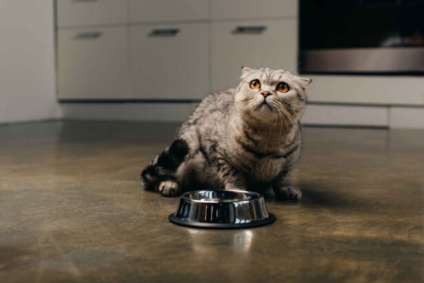 Scottish Fold cat sitting on kitchen floor looking up beside metal food bowl