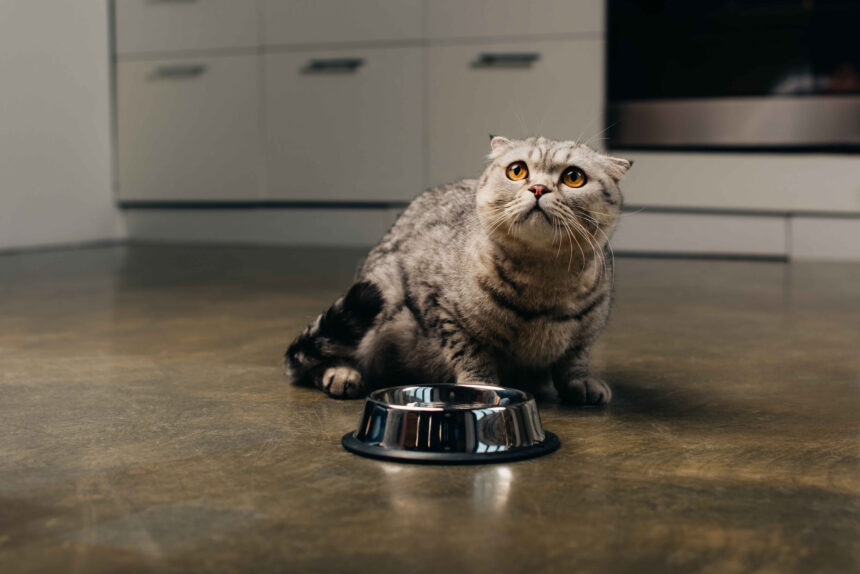 Scottish Fold cat sitting on kitchen floor looking up beside metal food bowl