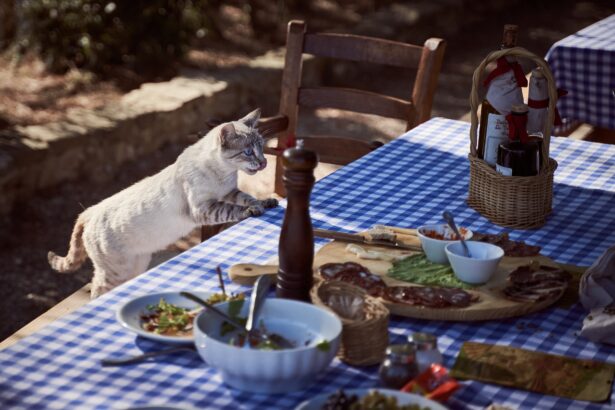 Curious cat standing on a chair looking at food on an outdoor picnic table with cheese, meat, and salad