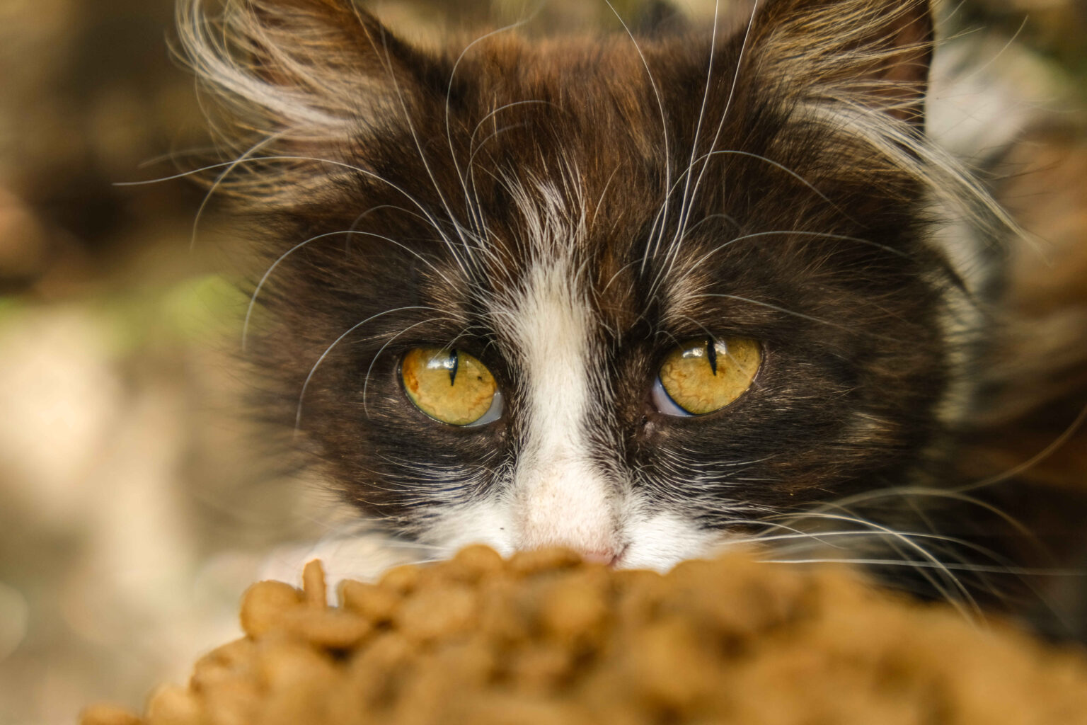 Best Food for Feral Cats includes high-protein dry kibble and nutritionally balanced outdoor cat food