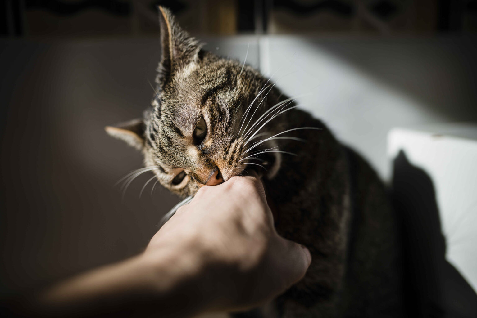 How to Stop a Cat from Biting: Expert Solutions and Causes 1 How to Stop a Cat from Biting: tabby cat biting owner’s hand during aggressive or overstimulated behavior