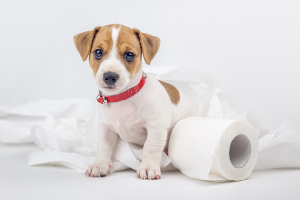 Cute puppy sitting next to toilet paper, representing puppy potty training and housebreaking