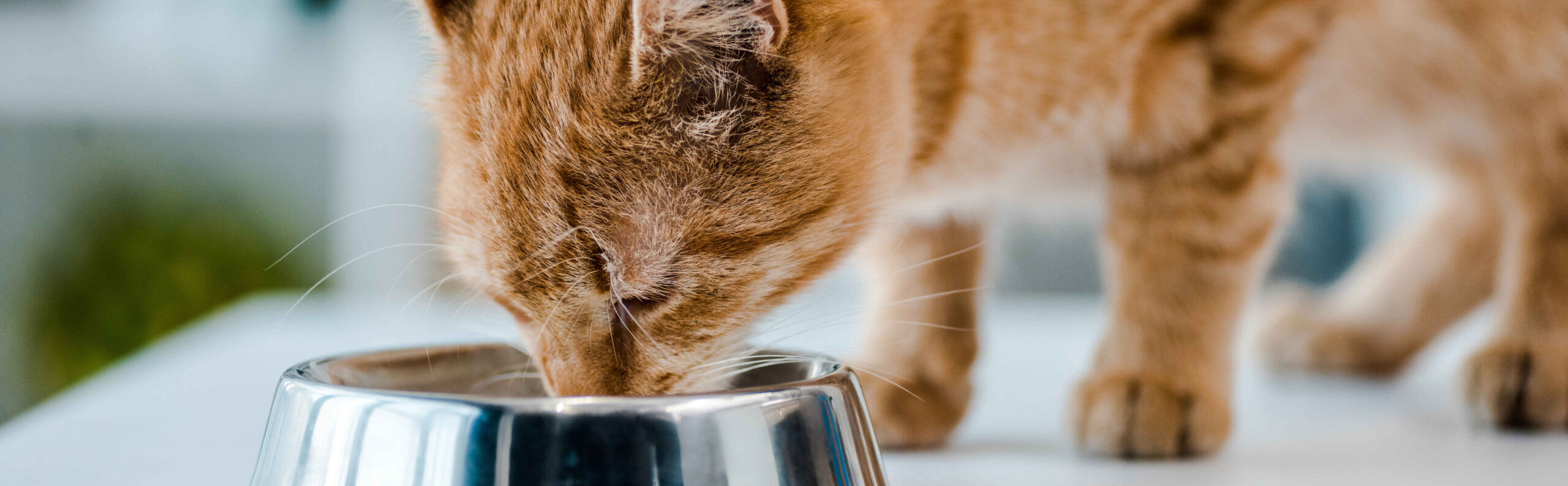 orange tabby cat eating from metal bowl close-up