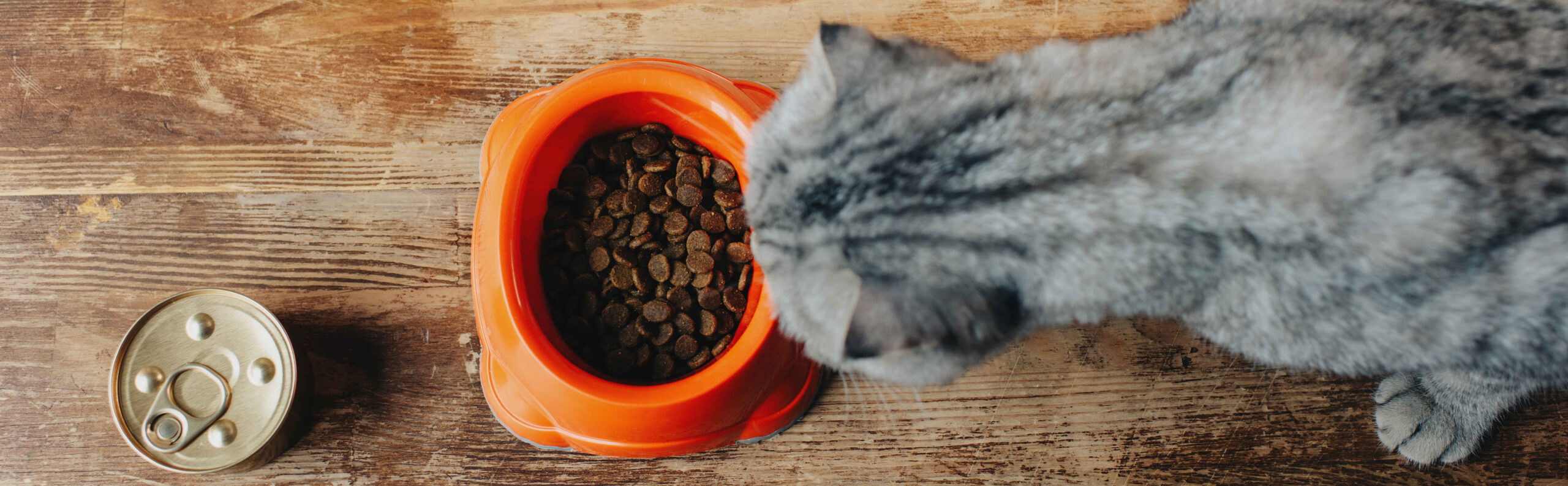 Scottish Fold cat eating dry kibble from an orange bowl next to an open can of cat food on a wooden floor