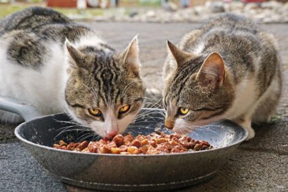 Two tabby outdoor cats eating wet and dry food from a pan.