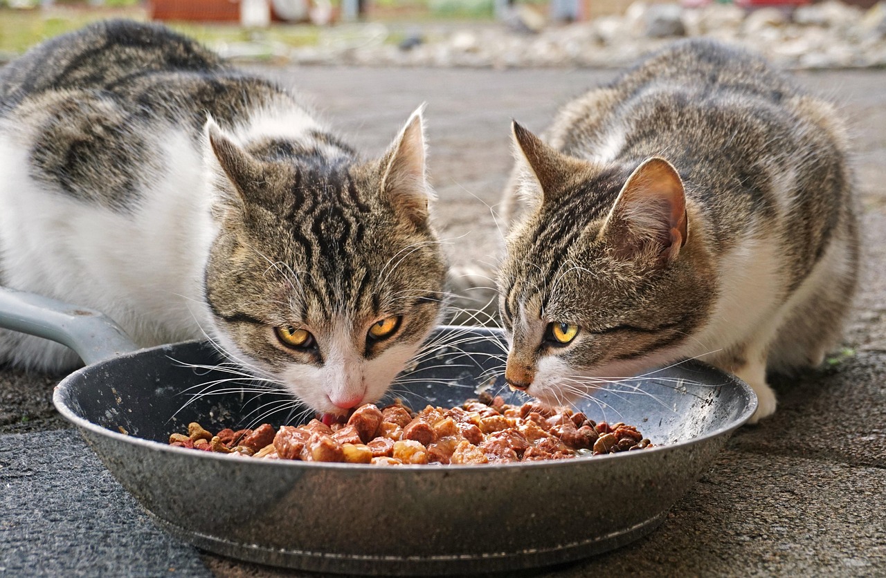 Two tabby outdoor cats eating wet and dry food from a pan.