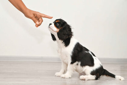 Puppy Training for Weeks 9-12: cavalier king charles spaniel puppy learning training commands from owner