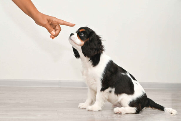 Puppy Training for Weeks 9-12: cavalier king charles spaniel puppy learning training commands from owner