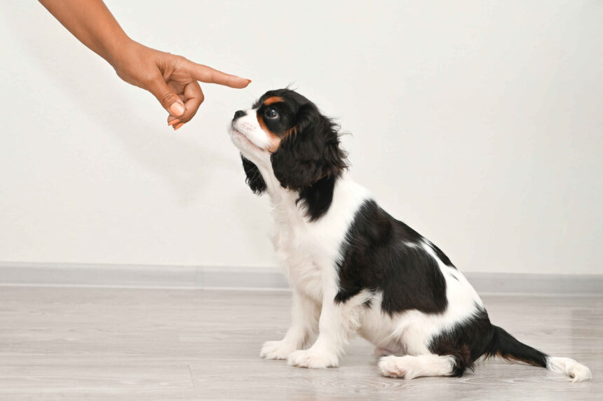 Puppy Training for Weeks 9-12: cavalier king charles spaniel puppy learning training commands from owner