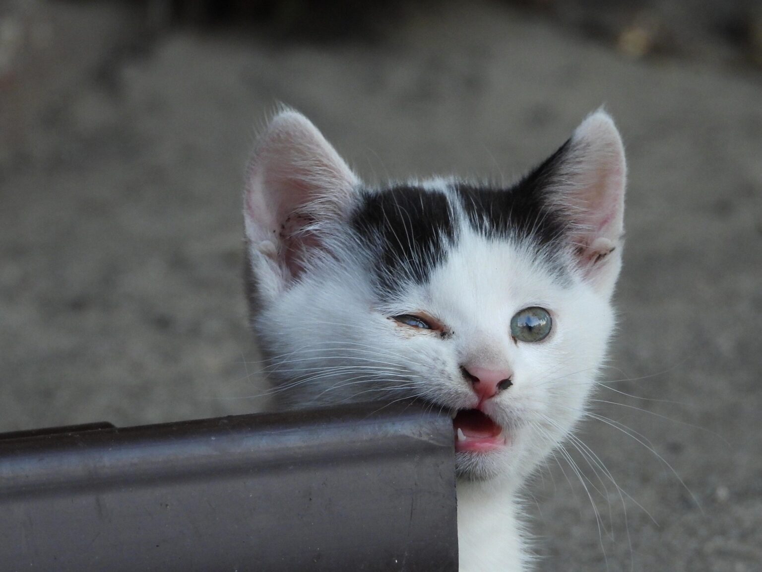 Cute black-and-white kitten peeking from behind a metal object, winking with one eye and mouth slightly open