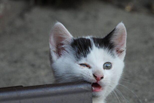 Cute black-and-white kitten peeking from behind a metal object, winking with one eye and mouth slightly open