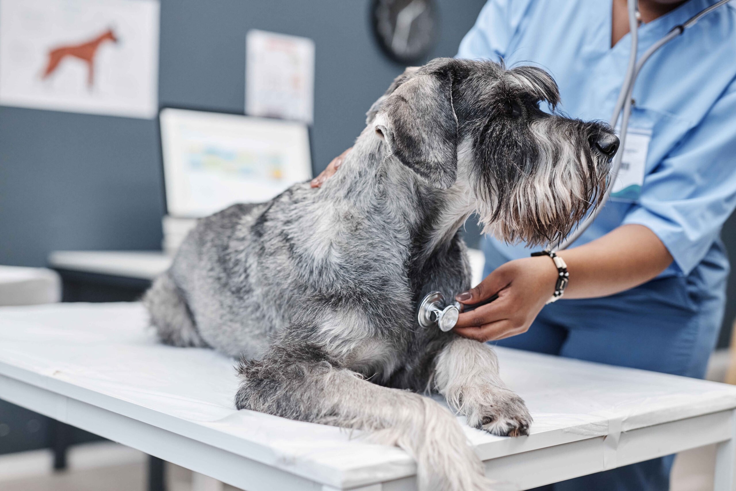 dog being examined by veterinarian with stethoscope on exam table