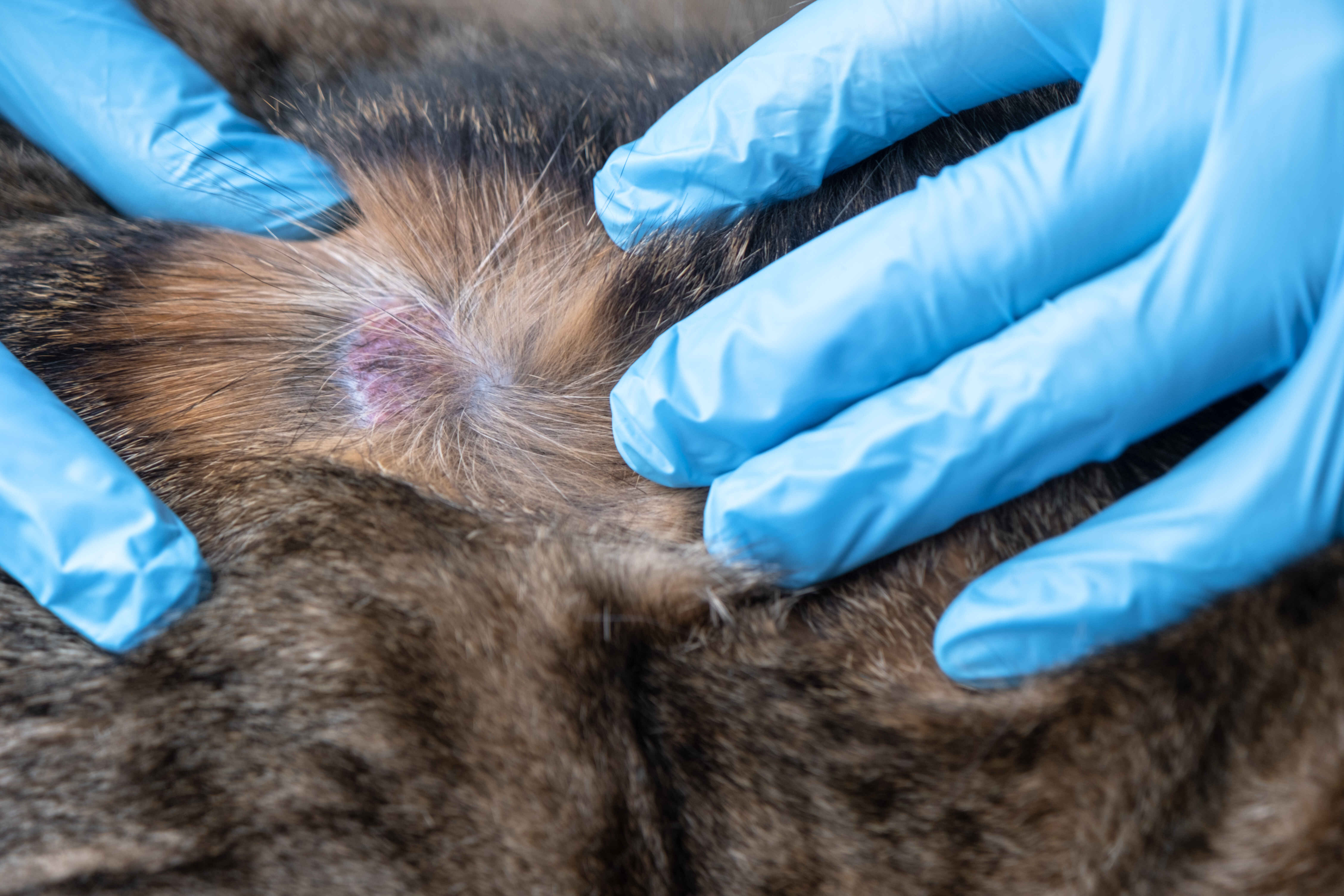 Dog Rash Treatment showing a veterinarian examining an irritated skin rash on a dog