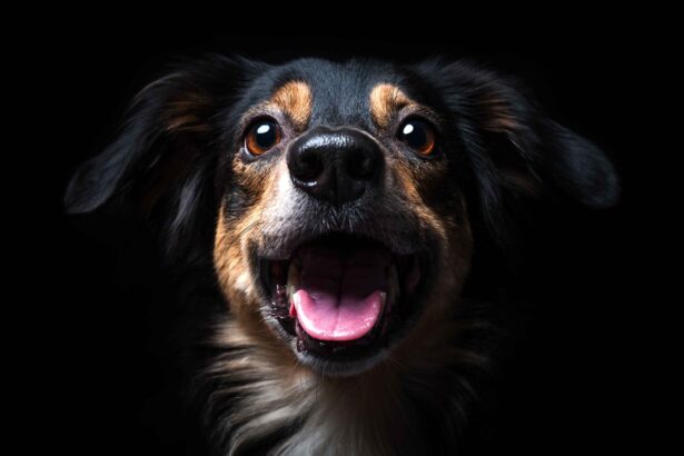 happy dog portrait looking at camera with open mouth and bright eyes