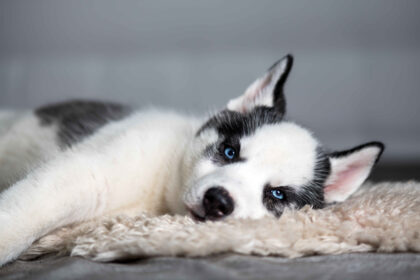 Husky puppy with blue eyes lying on a soft blanket indoors