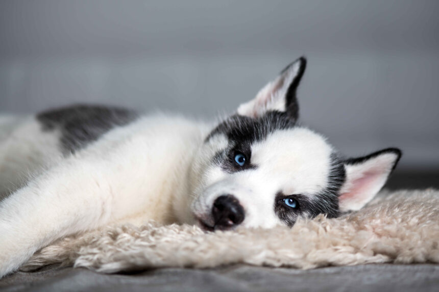 Husky puppy with blue eyes lying on a soft blanket indoors