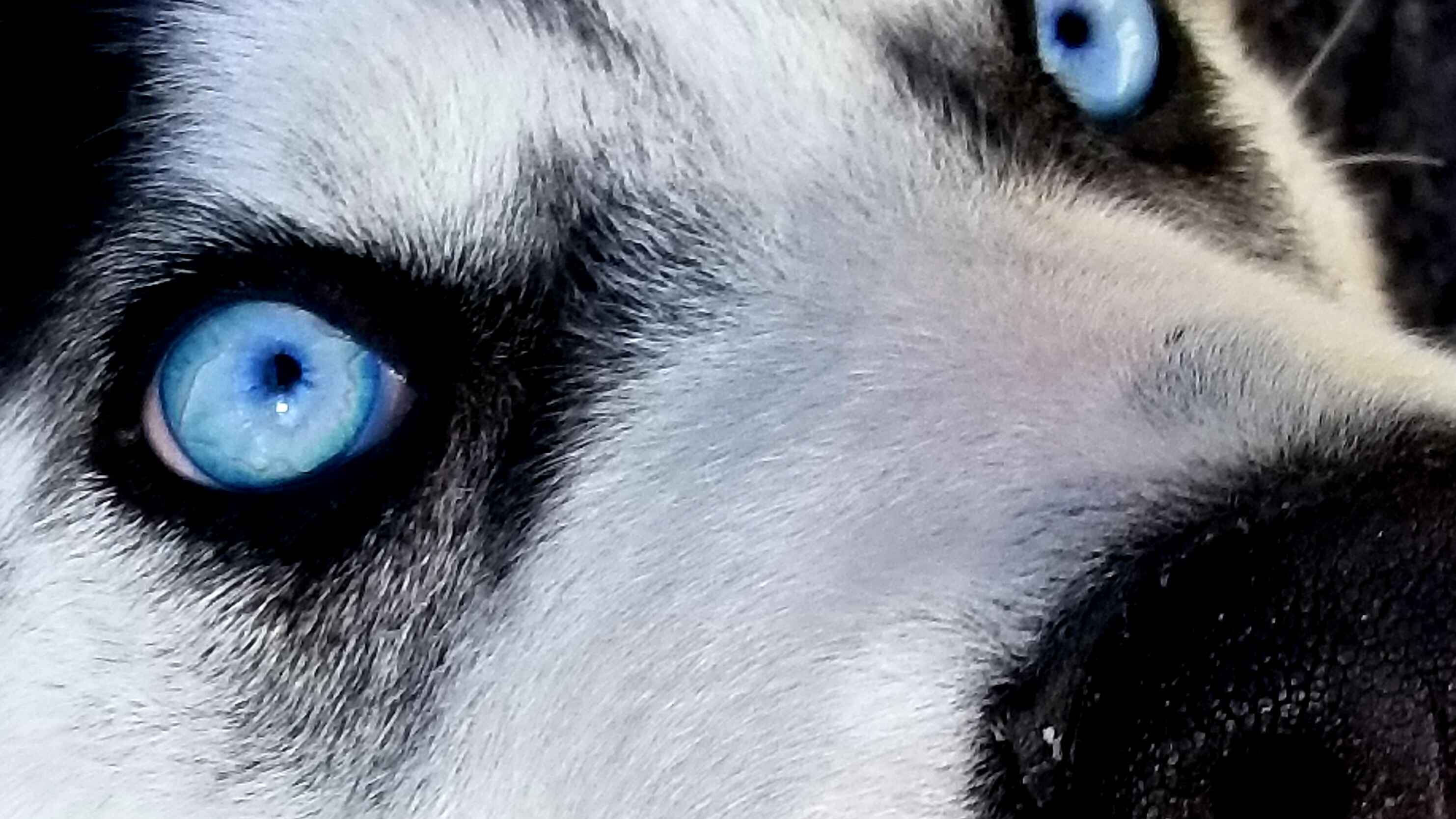 Close-up of Siberian Husky blue eyes showing genetic eye color traits