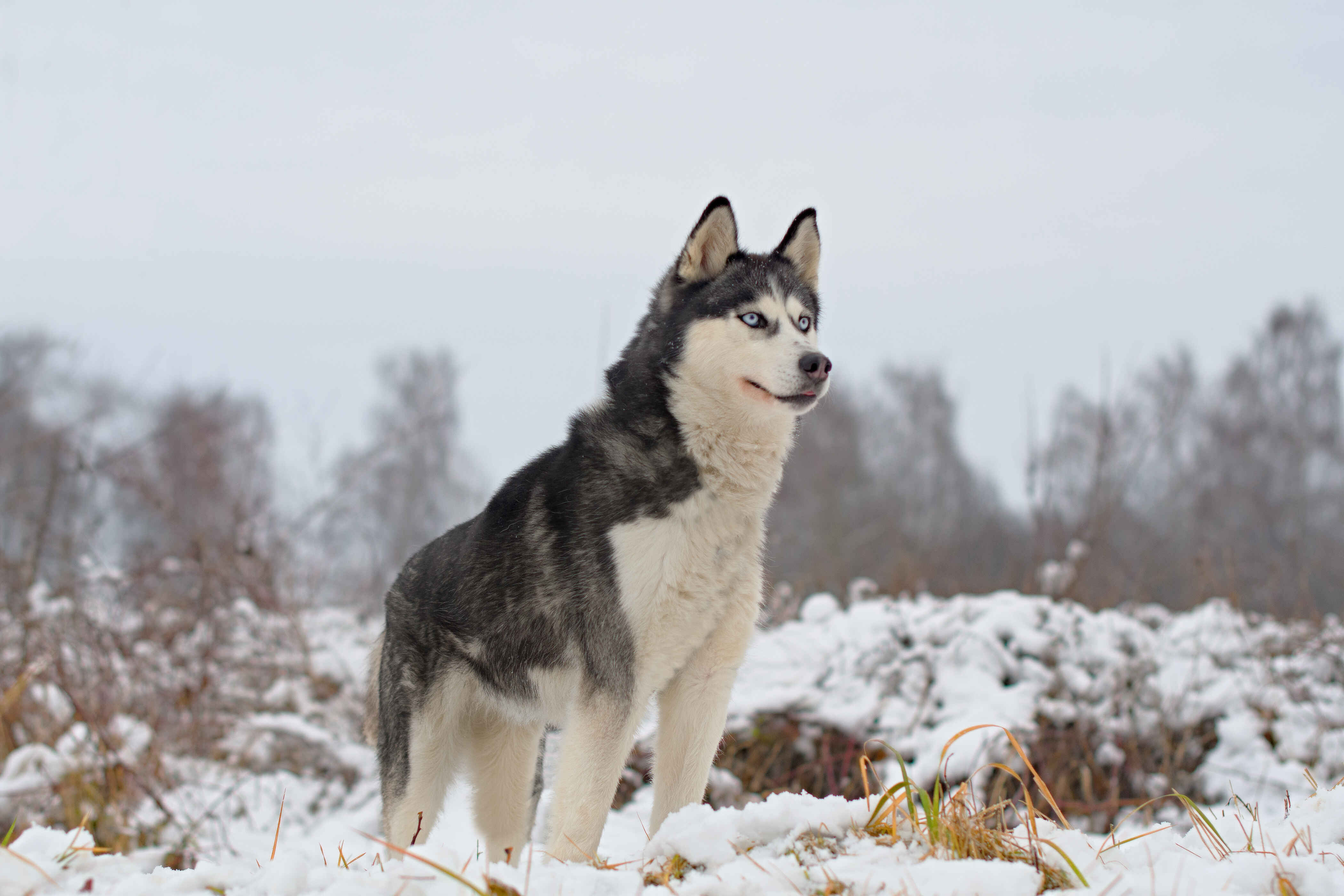 Siberian Husky standing in snow showing coat and body structure in a Siberian Husky breed guide
