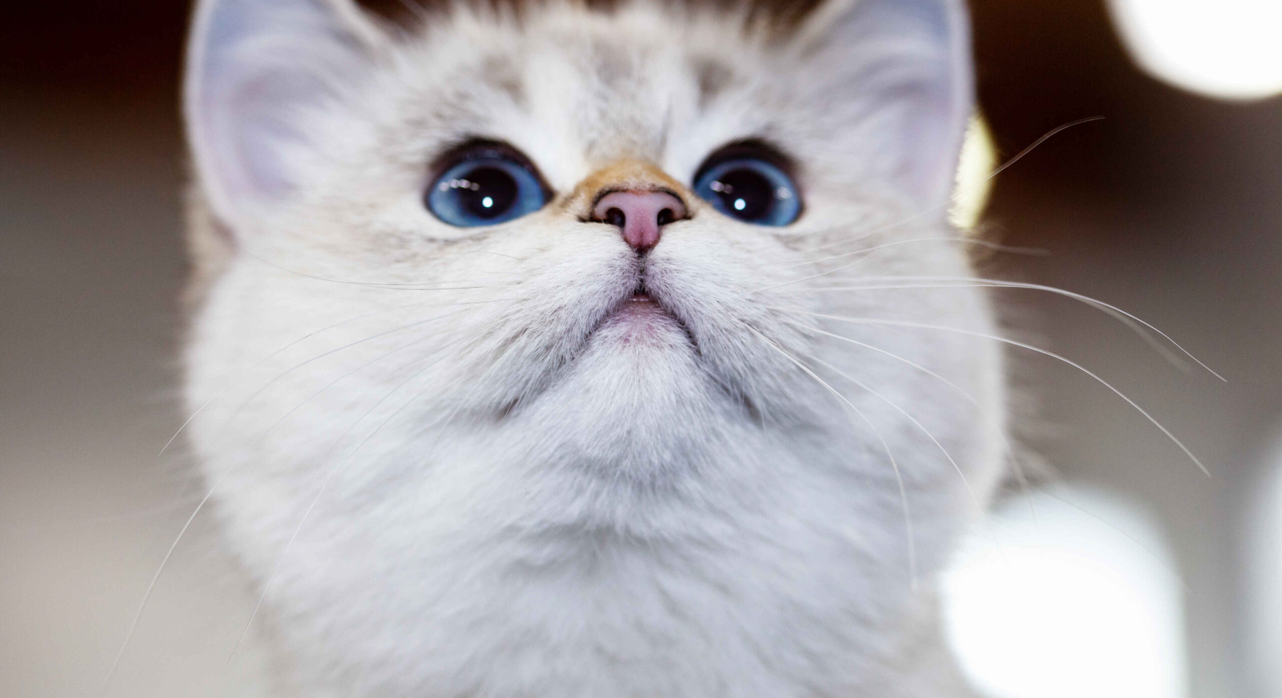 Close-up of a white cat with bright blue eyes looking upward.