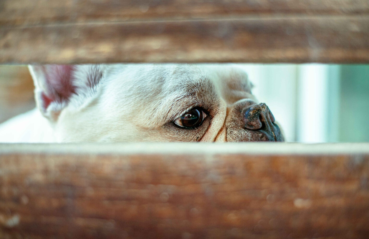 Dog anxiety symptoms – close-up of a worried French bulldog hiding behind wooden slats
