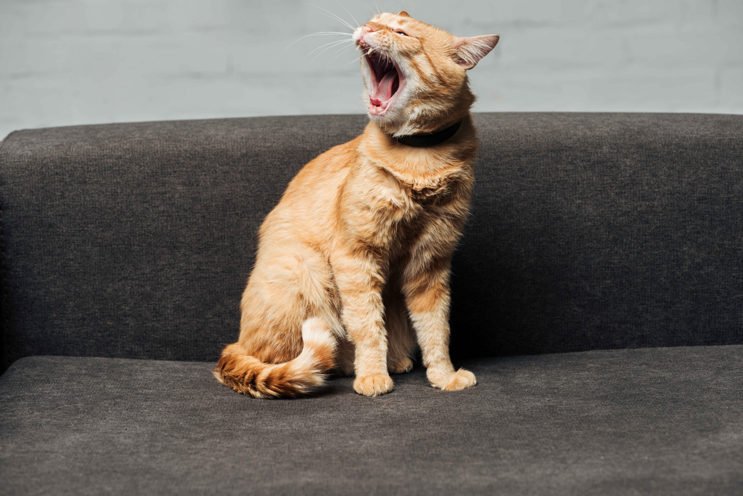 A cute ginger cat yawning widely while sitting on a dark gray couch