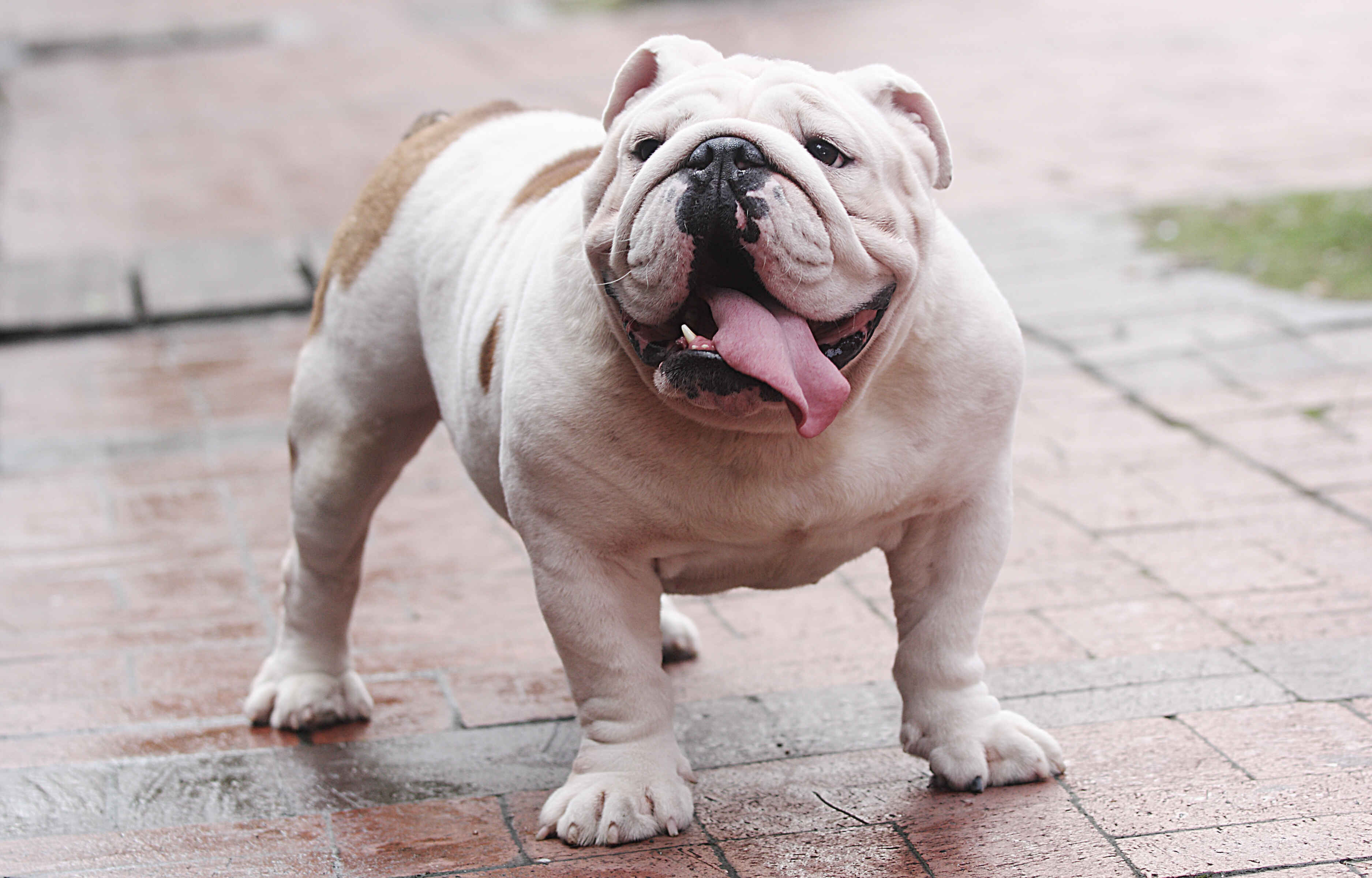 English Bulldog standing outdoors illustrating breed-specific dog health problems