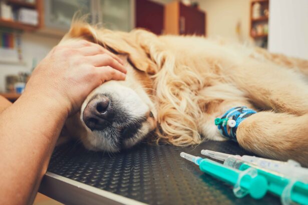 Dog Health Problems By Breed: Dog receiving veterinary care for breed-related health problems