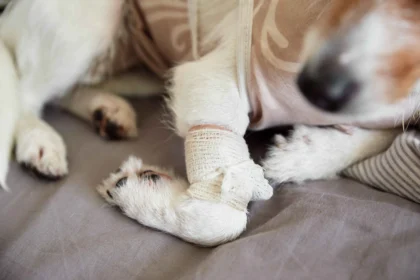 Dog with bandaged paw resting after injury treatment