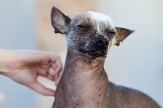 A small hairless Chihuahua with eyes closed, being gently petted by a human hand under its chin.