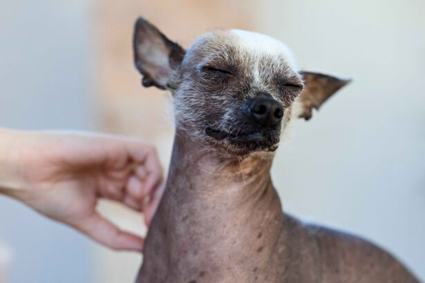 A small hairless Chihuahua with eyes closed, being gently petted by a human hand under its chin.