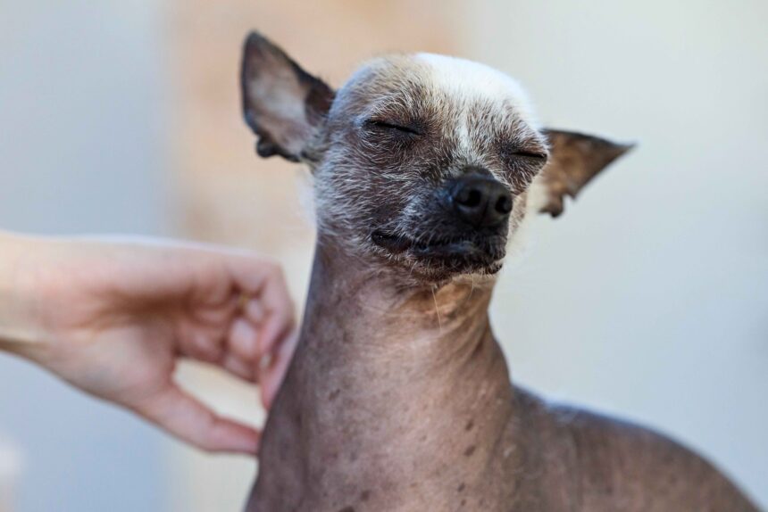 A small hairless Chihuahua with eyes closed, being gently petted by a human hand under its chin.