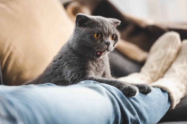 Grey Scottish Fold cat with yellow eyes sitting on a person's lap on the sofa, looking curiously at the camera with its mouth slightly open