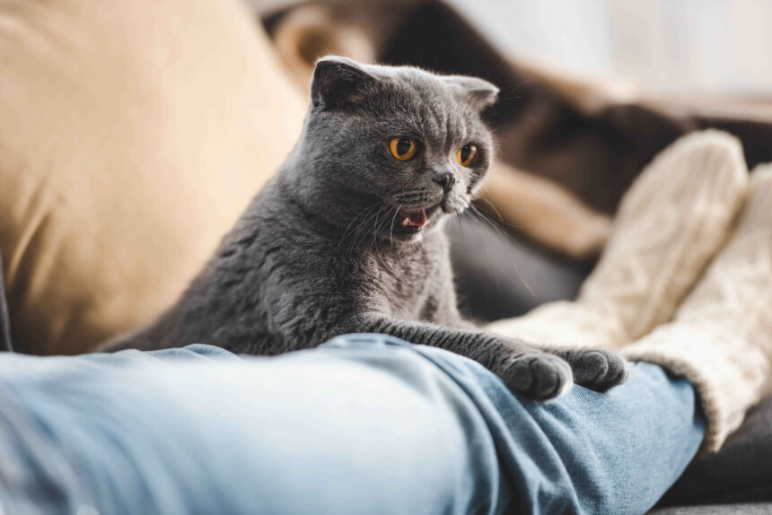 Grey Scottish Fold cat with yellow eyes sitting on a person's lap on the sofa, looking curiously at the camera with its mouth slightly open