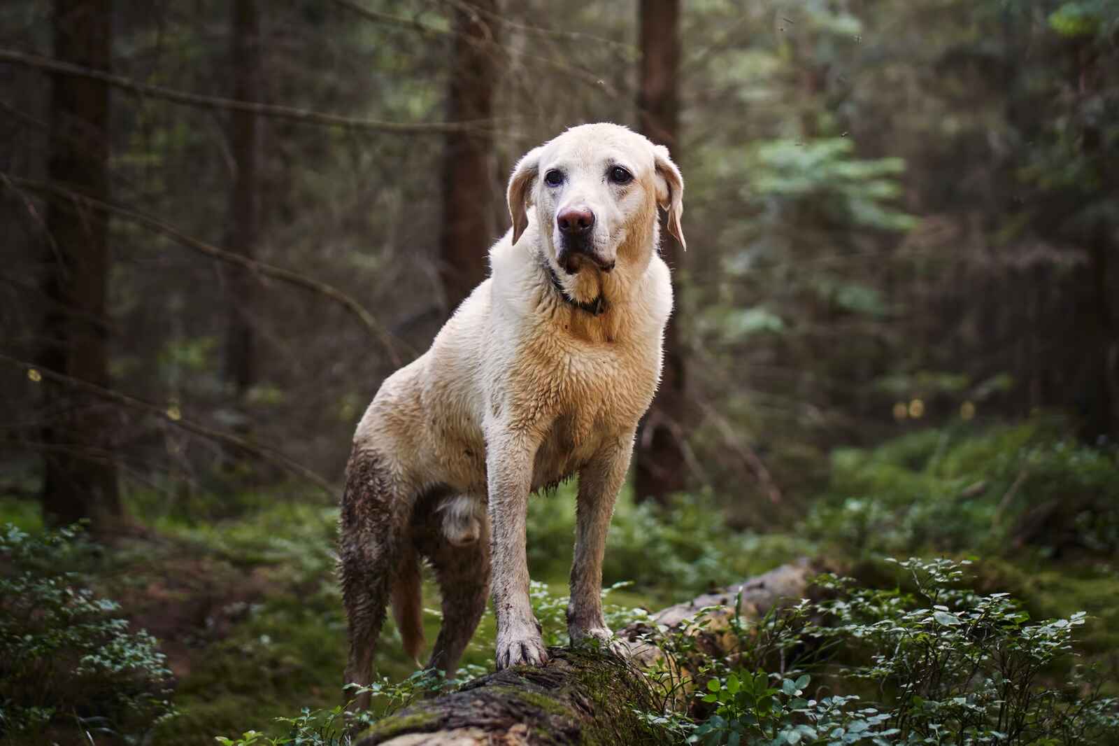 Large breed dog standing in forest illustrating health challenges in large and giant dog breeds