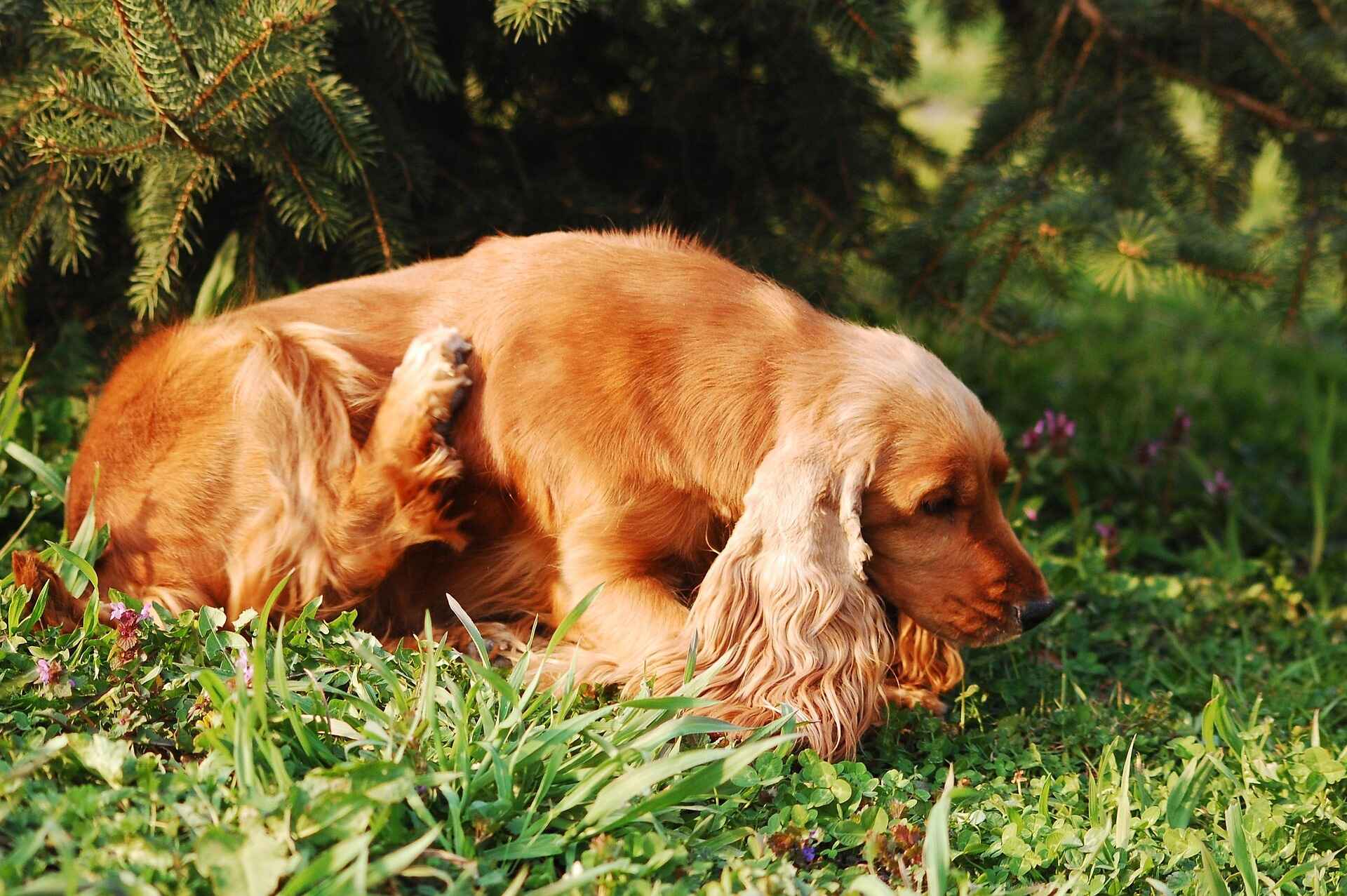 A golden Cocker Spaniel lying on green grass, scratching its neck with its hind leg in a sunny garden.