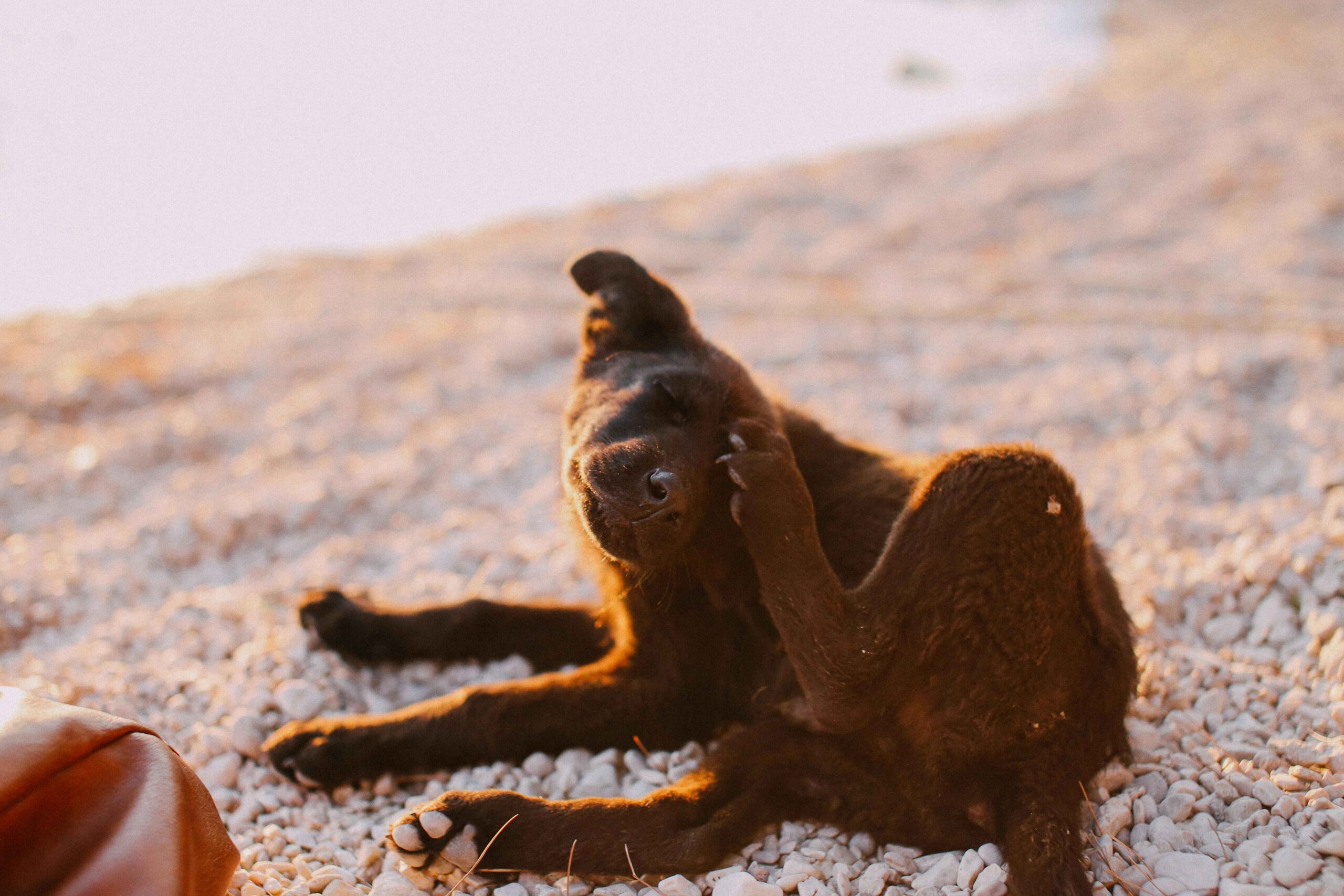 A brown dog lying on a pebble beach, scratching its ear with its hind leg while enjoying the warm sunlight.
