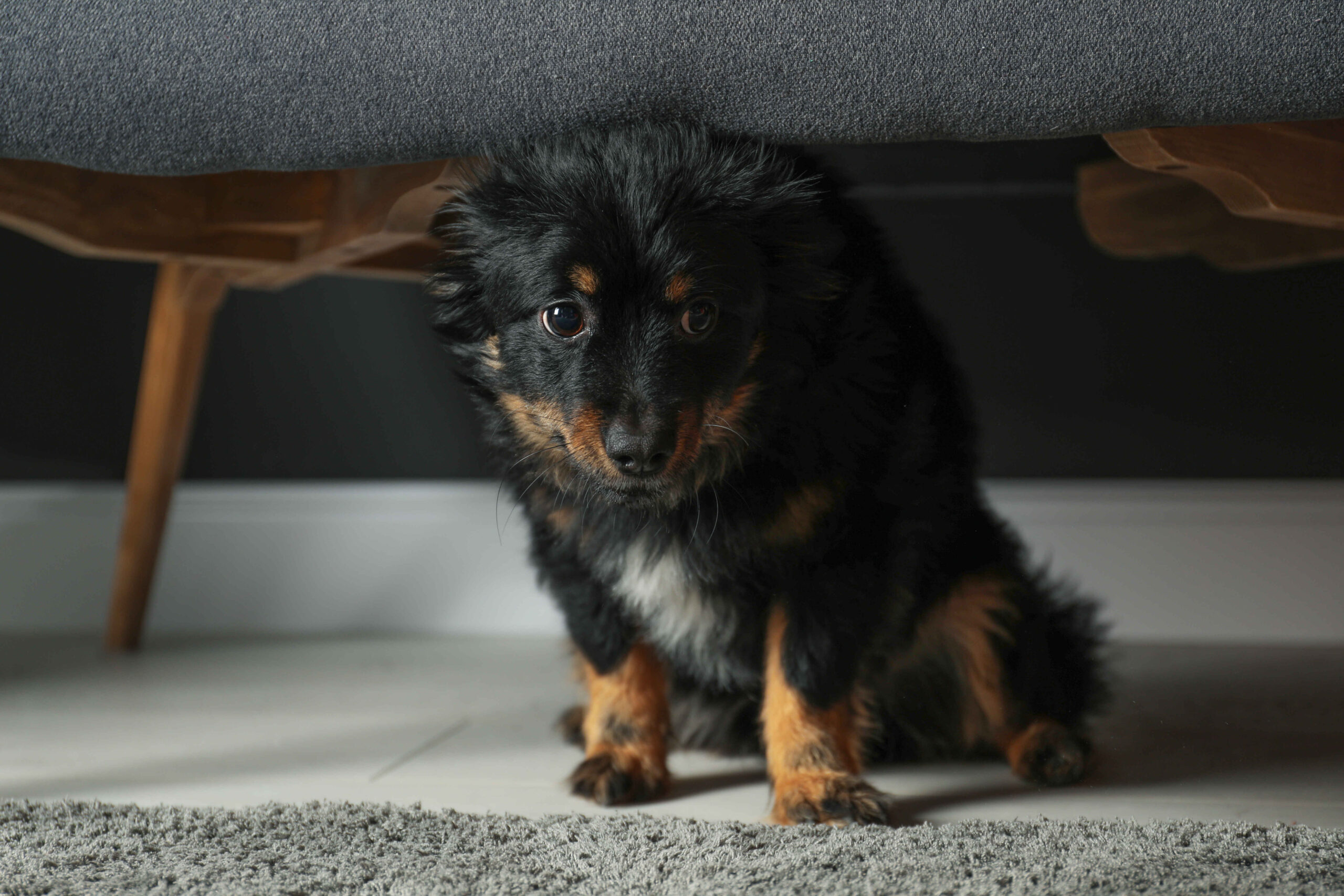 Dog anxiety symptoms – scared dog hiding under couch showing fear and stress behavior