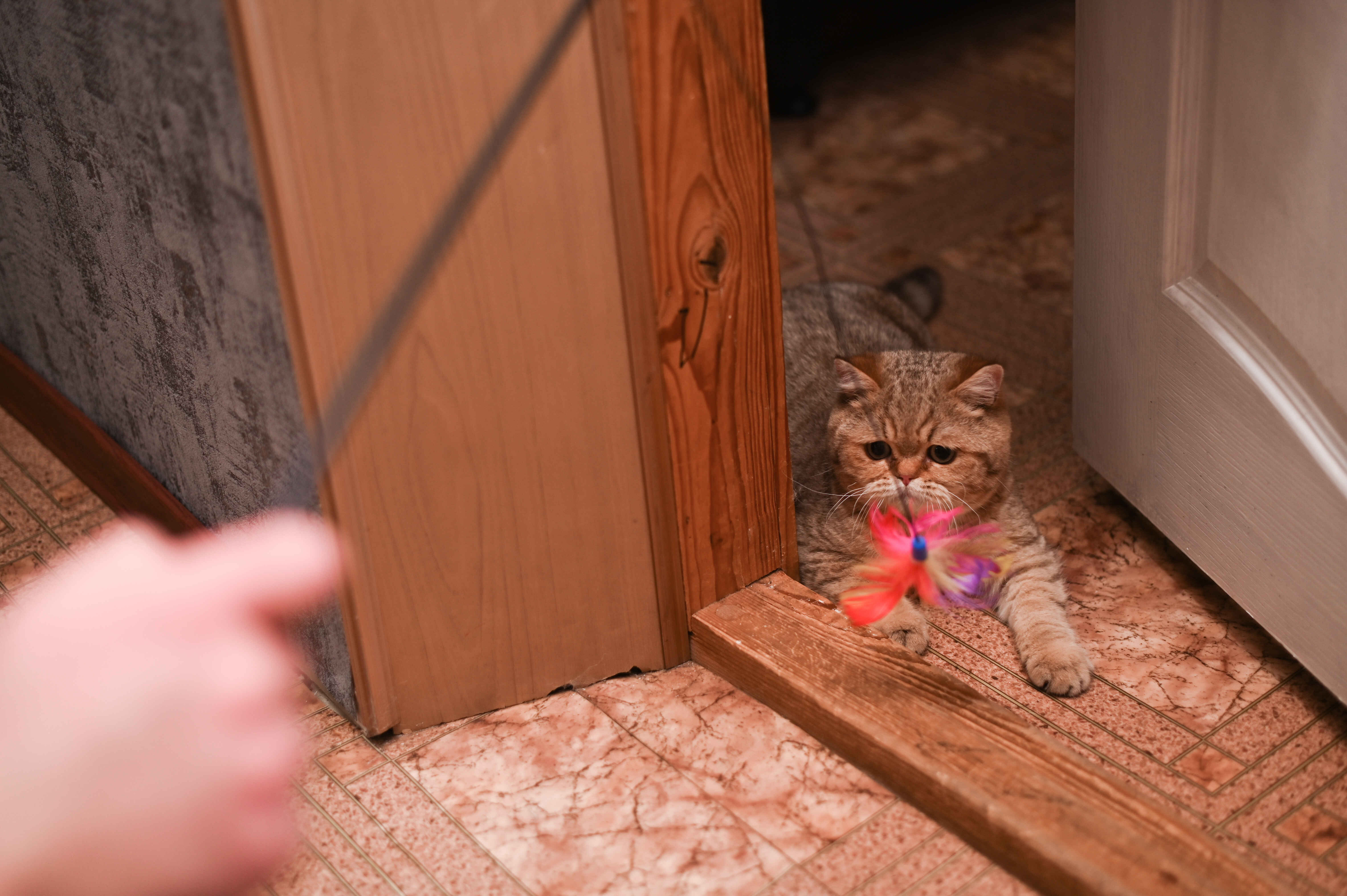 Using a wand toy from a distance is a non-threatening way to coax a scared cat out of hiding