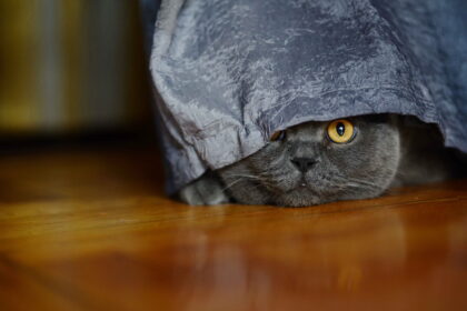 Why Is My Cat Hiding All of a Sudden: gray cat hiding under a blanket showing fearful or anxious behavior