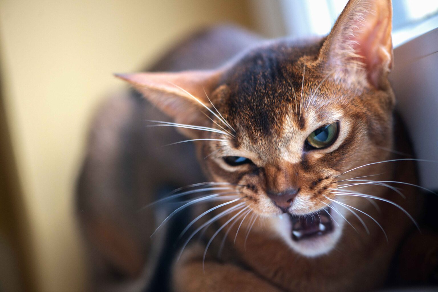 Why Is My Cat Suddenly Aggressive? Cat showing defensive body language and hissing due to stress or fear